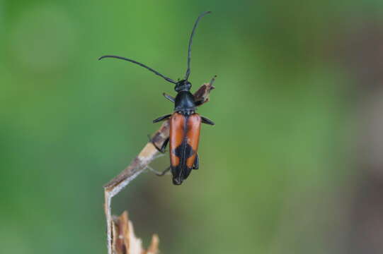 Image of Stenurella (Priscostenurella) bifasciata (Müller 1776)