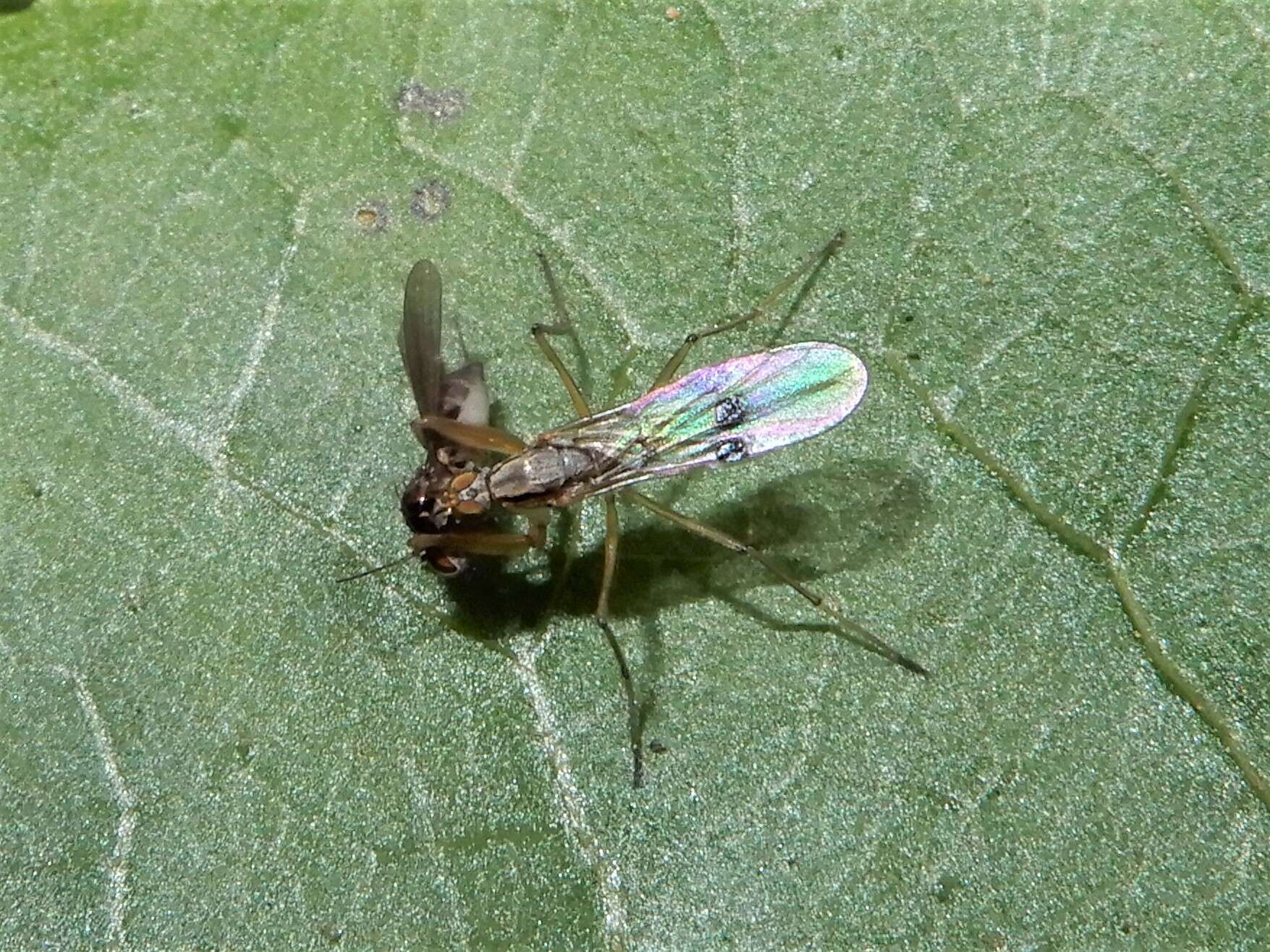 Image of Chelipoda mirabilis Collin 1928