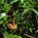 Image of Aristolochia macroura Gomez