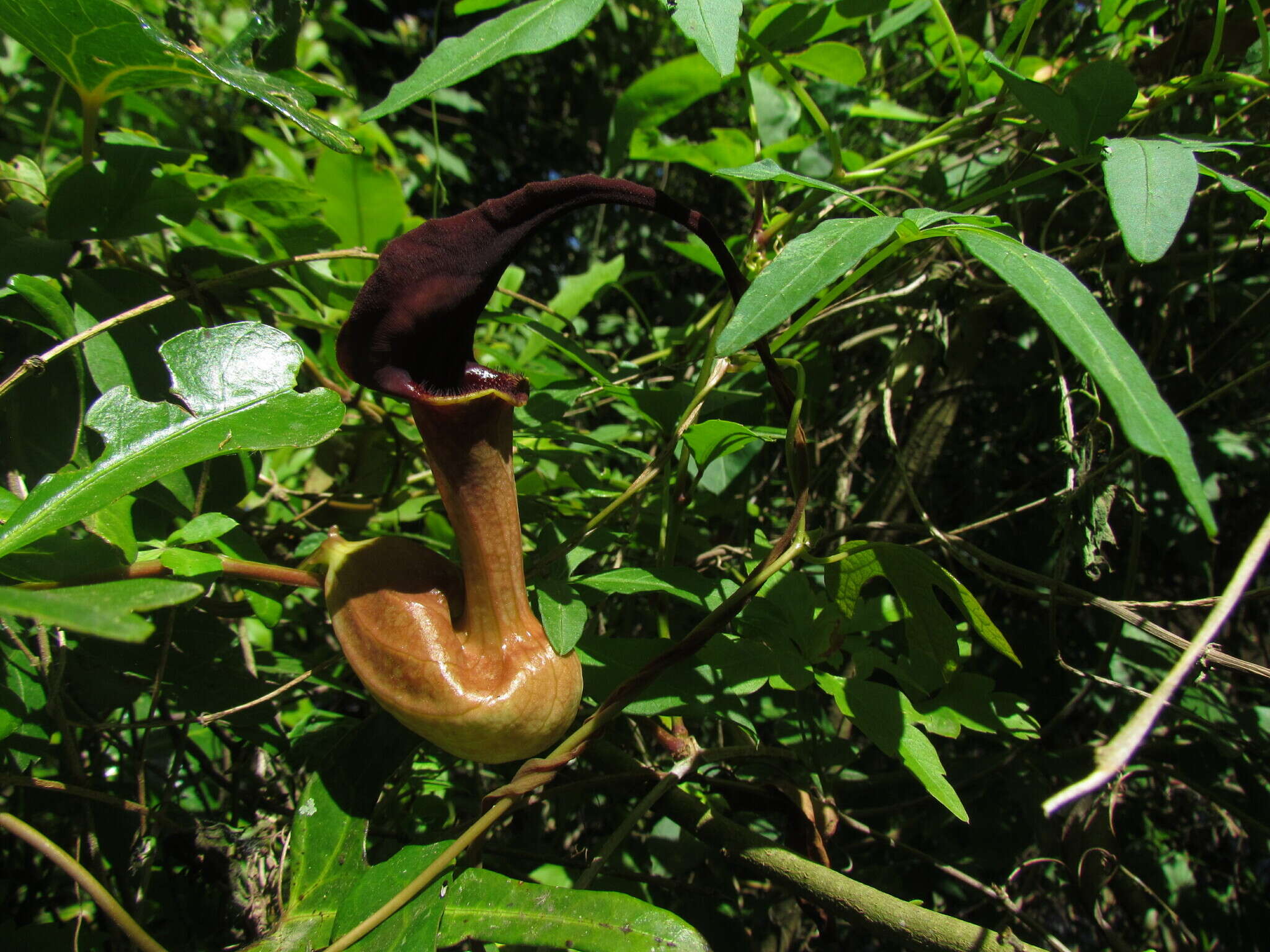 Image of Aristolochia macroura Gomez