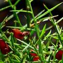 Image of <i>Daviesia ulicifolia</i> subsp. <i>stenophylla</i>