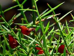 Image de <i>Daviesia ulicifolia</i> subsp. <i>stenophylla</i>