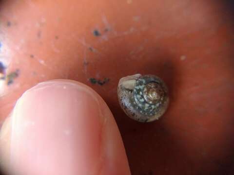 Image of girdled snail