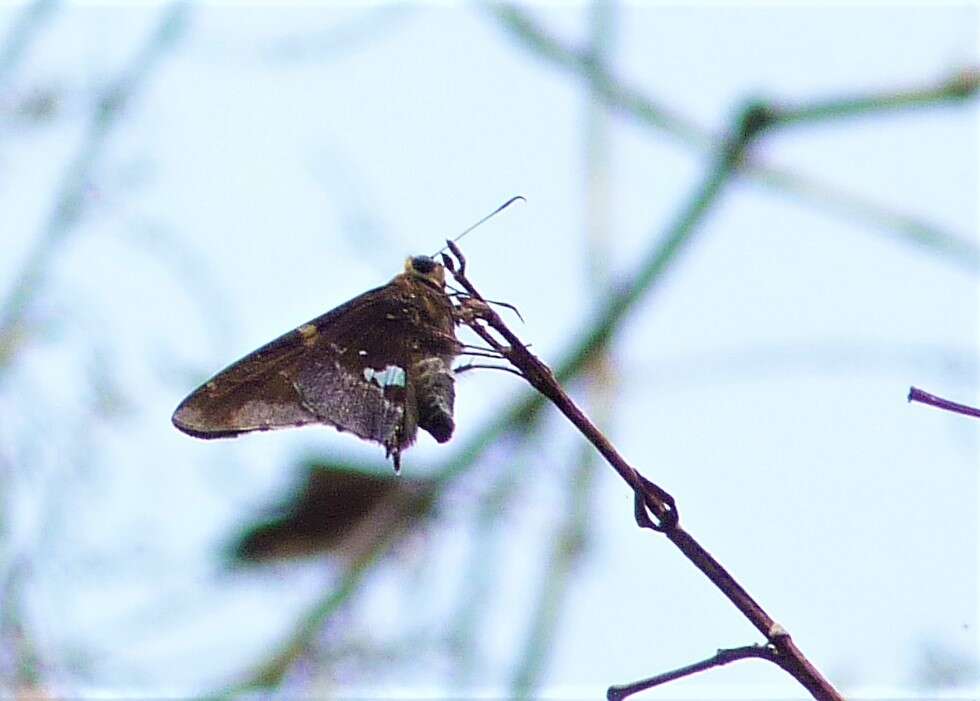 Image of Epargyreus exadeus Cramer 1779