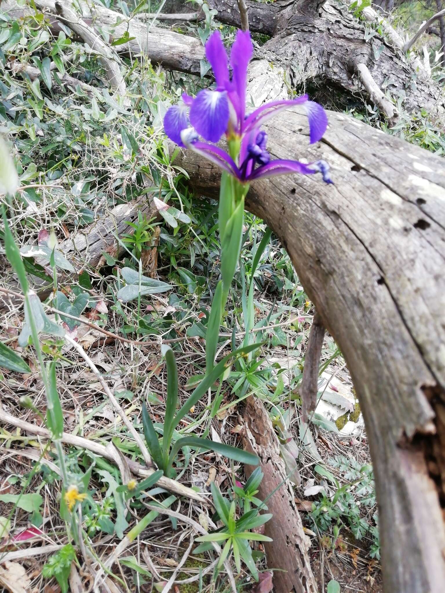 Iris reichenbachiana Klatt resmi