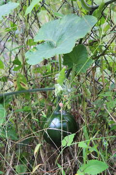 Image of Buttercup Squash