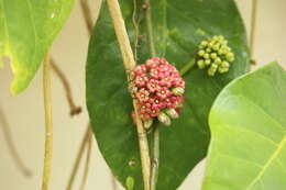 Image of Marsdenia macrophylla (Humboldt & Bonpl. ex Schultes) Fourn.