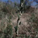 Image of Malacocera tricornis (Benth.) R. Anderson