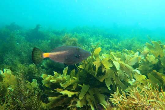 Image of Yellow-striped leatherjacket