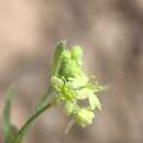 Image of Bowlesia tropaeolifolia Gill. & Hook.
