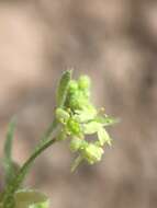 Image of Bowlesia tropaeolifolia Gill. & Hook.