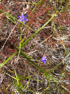 Image of crown brodiaea