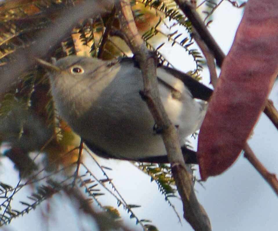 Image of gnatcatchers