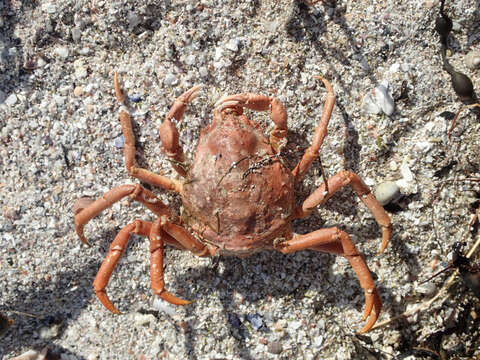 Image of Great spider crab