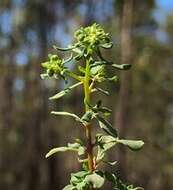 Imagem de Poranthera microphylla Brongn.