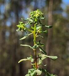 Imagem de Poranthera microphylla Brongn.