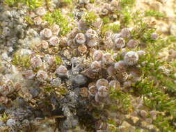 Image of Nenax hirta subsp. hirta