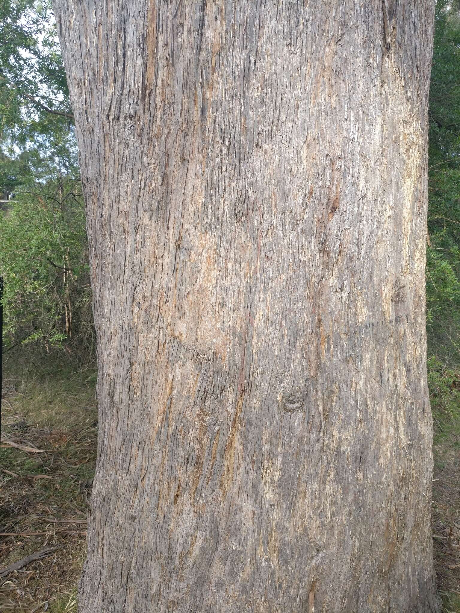 Слика од Eucalyptus amygdalina Labill.