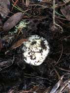 Image of White Matsutake