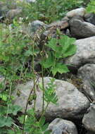 Image of Oxytropis albana Steven