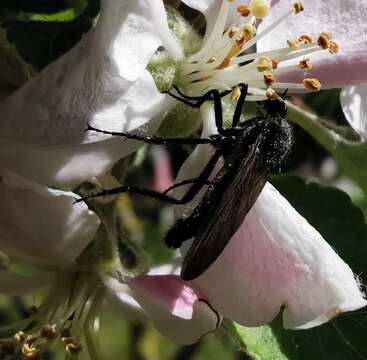 Image of Empis ciliata Fabricius 1787