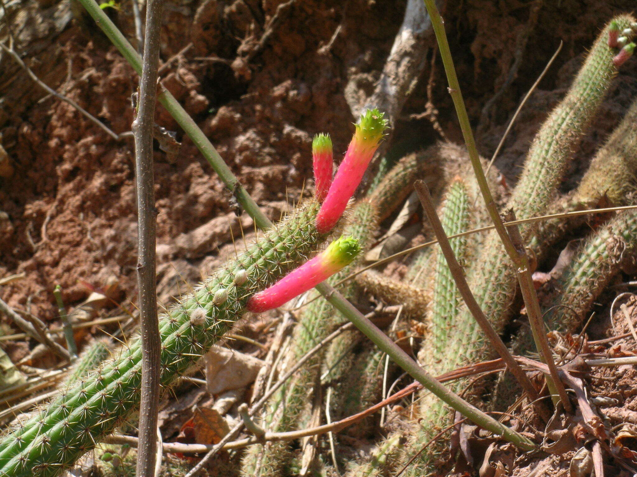 Image of Cleistocactus smaragdiflorus (F. A. C. Weber) Britton & Rose