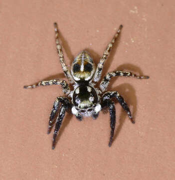 Image of Twinflagged Jumping Spider