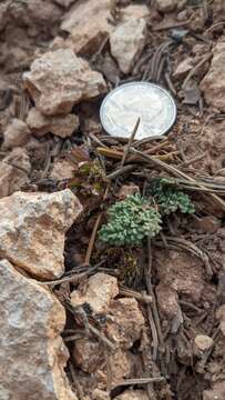 Image of Cedar Breaks springparsley