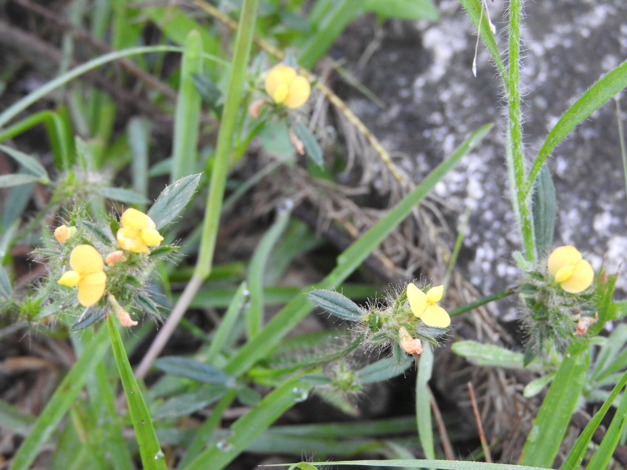 صورة Stylosanthes guianensis (Aubl.) Sw.