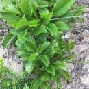 Imagem de Scabiosa incisa Mill.