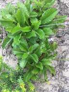 صورة Scabiosa incisa Mill.