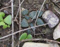 Haworthia pygmaea var. argenteomaculosa (G. G. Sm.) M. B. Bayer resmi