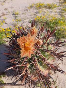 Ferocactus santa-maria Britton & Rose resmi