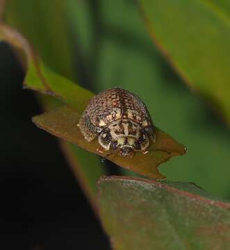 صورة <i>Paropsisterna decolorata</i>