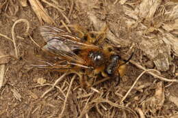 Image of tawny Nesocolletes