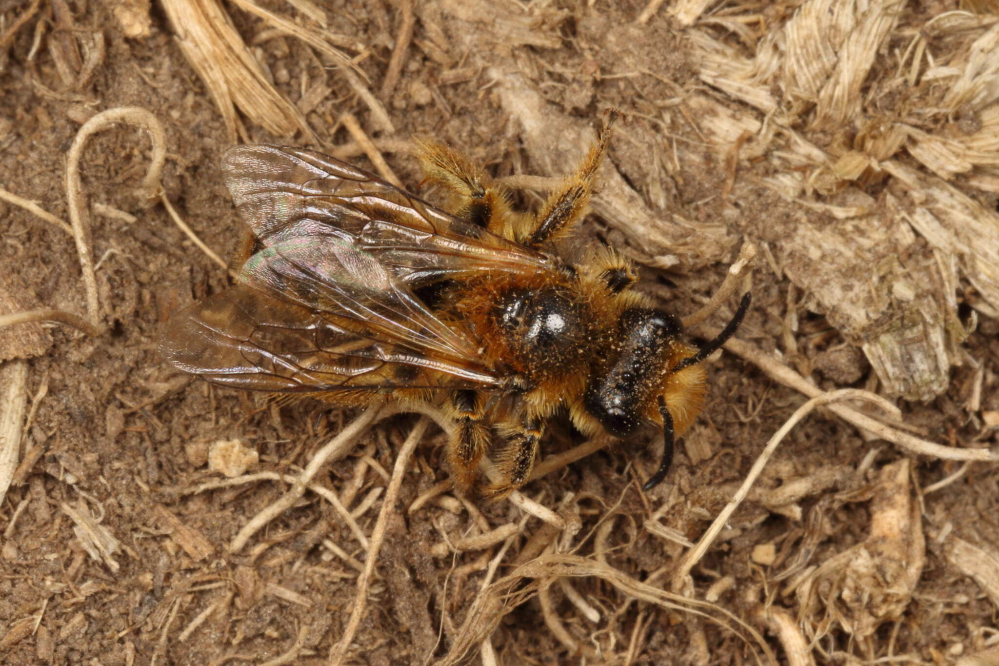 Image of tawny Nesocolletes