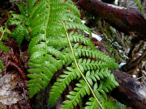 Polystichum andersonii Hopkins的圖片