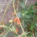 Image of Solanum corymbosum Jacq.