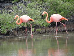 Слика од Phoenicopterus ruber Linnaeus 1758