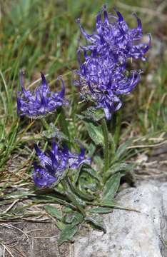 Image of Horned Rampion