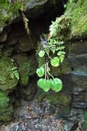 Image of spiked saxifrage