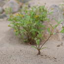 Image of Heterosperma ovatifolium Cav.