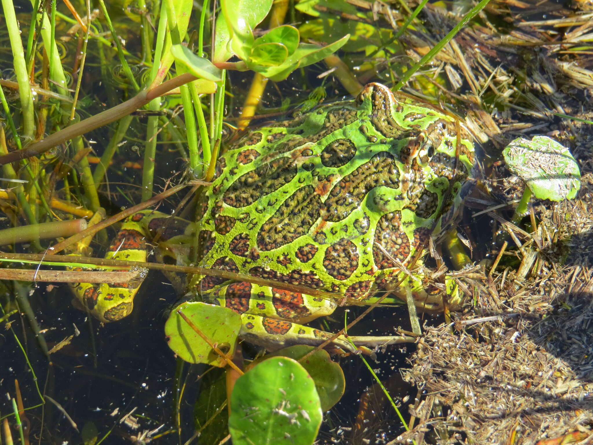 Imagem de Ceratophrys ornata (Bell 1843)