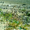 Image of arctic lyme grass