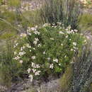 Image of Serruria leipoldtii Phillips & Hutchinson