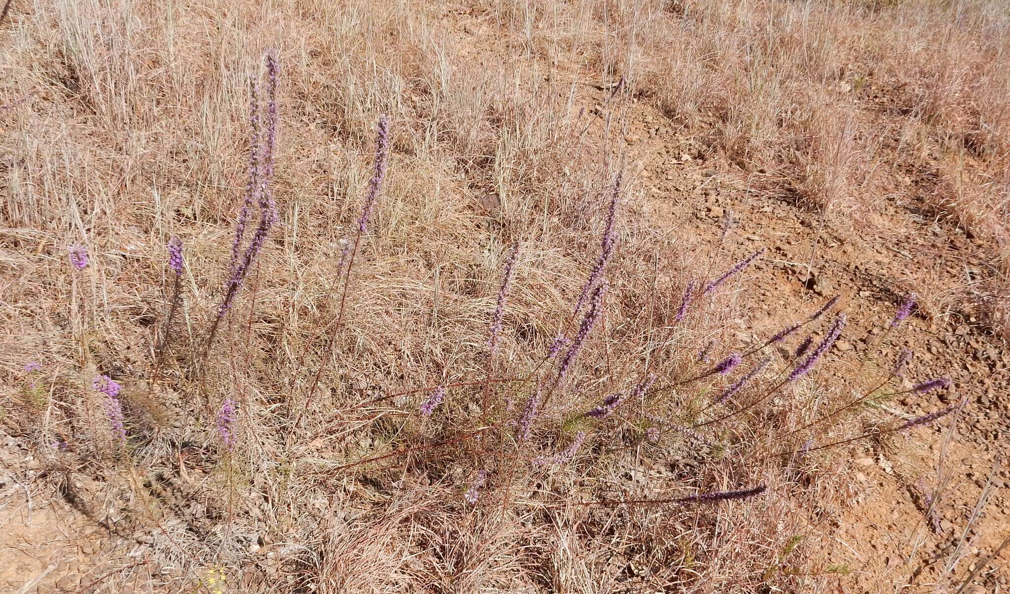 Image of cusp blazing star