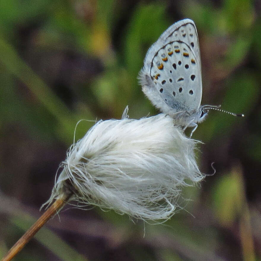 Image of <i>Plebejus idas empetri</i> T. Freeman 1938