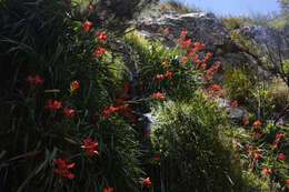 Imagem de Gladiolus cardinalis Curtis