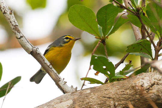 Image of Adelaide's Warbler