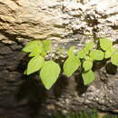 Image of Parietaria lusitanica subsp. chersonensis (Láng & Szov.) Chrtek